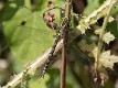 Aeshna cyanea androchrome female-1921